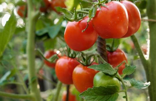 Gardening with Your Vegetables in Mind: Warm Season Vegetables
