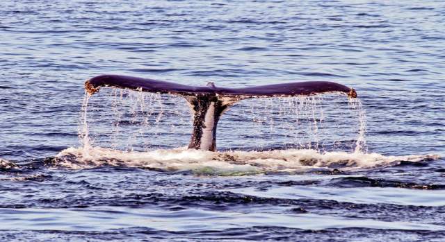 Whale Watching