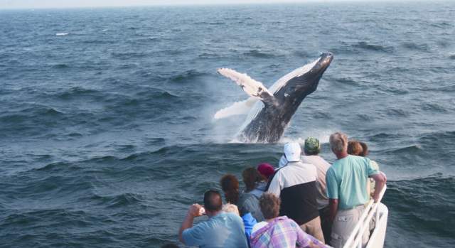 Things to Do on Cape Cod - Whalewatching