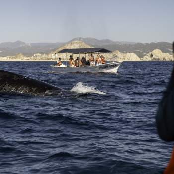 personal de proyecto cetaceo avistando ballena en cabo san lucas