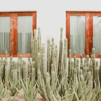 Cactus in Front of Windows