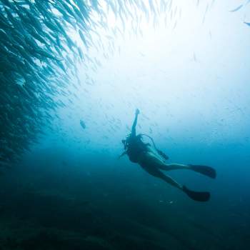 Persona bajo el mar buceando rodeado de peces
