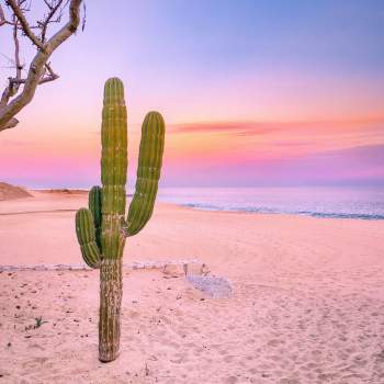 Cactus sunset