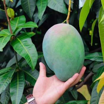 Rancho Los amigos un mango