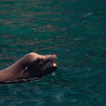 SeaLion2-1-1024x683
