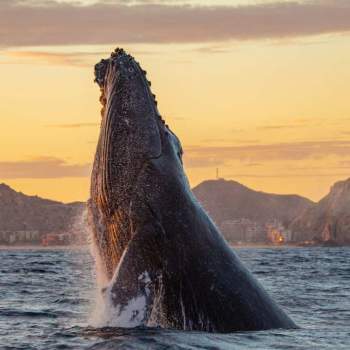 whale watching
