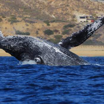 fotografía de ballena saliendo de la superficie del mar