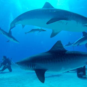 Swim with sharks in Cabo Pulmo