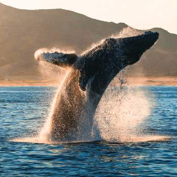 Whale in Los Cabos