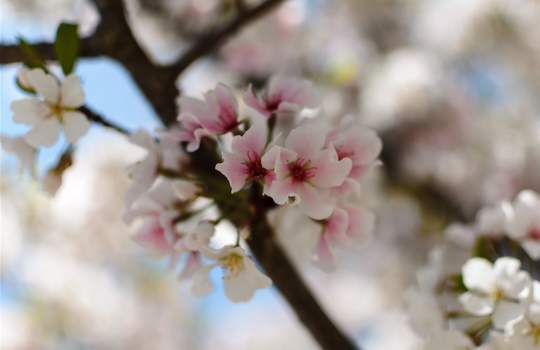 14 Scenic Spots for Tasteful Travelers in Auburn-Opelika