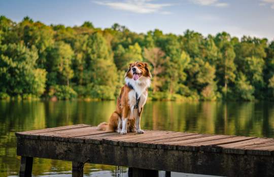 Dog on the Chewacla Pier
