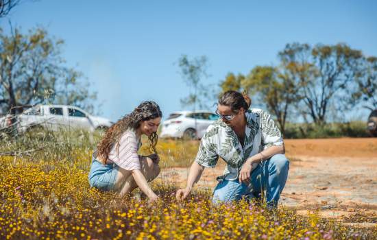 Find wildflowers near Toodyay, Avon Valley