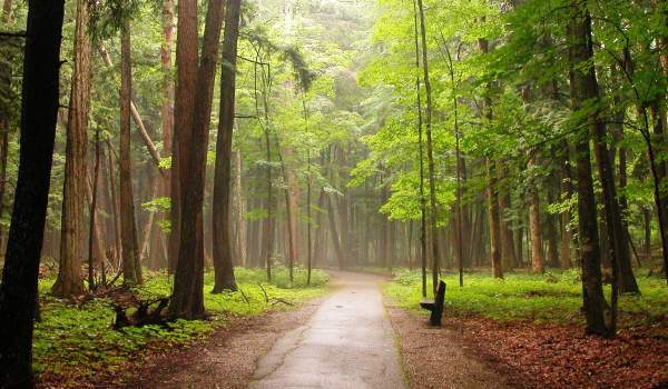 Hartwick Pines State Park