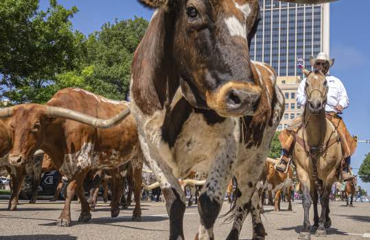 Longhorn in the middle of downtown Amarillo