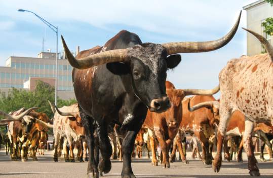 2019 Cattle Drive Photo Contest Winner