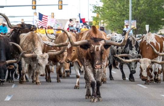 Coors Cowboy Club Photo Contest 2015 Power Winning Photo