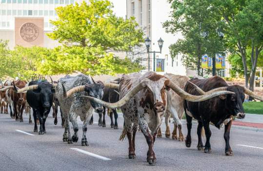 Winning photo from the 2021 cattle drive photo contest - longhorns in downtown Amarillo