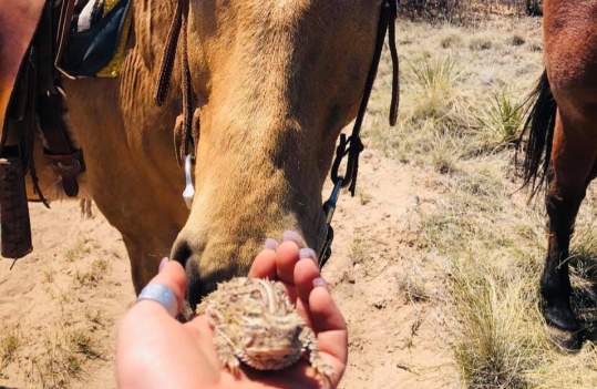 horse sniffing horny toad in someones hand