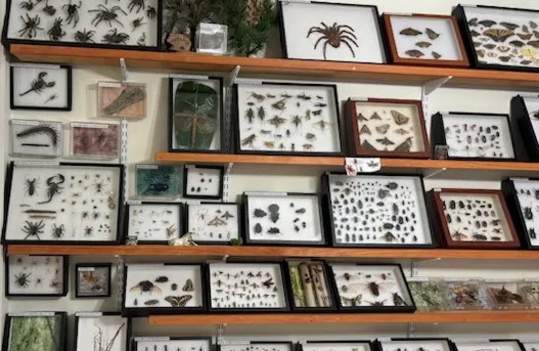 Insects, Myriapods, and Arachnids of Texas!