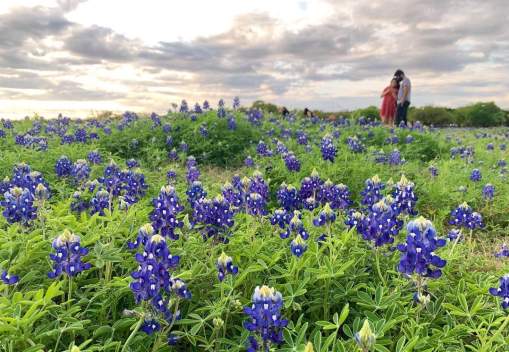 Bluebonnet