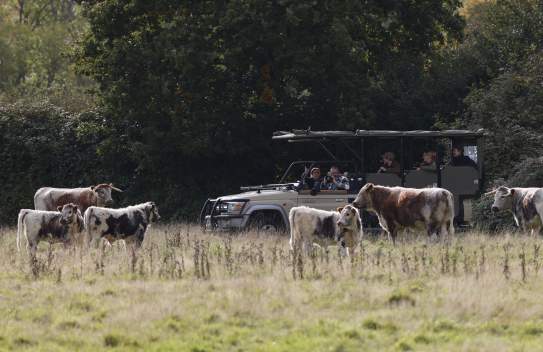 Find your 'Wild' in Sussex