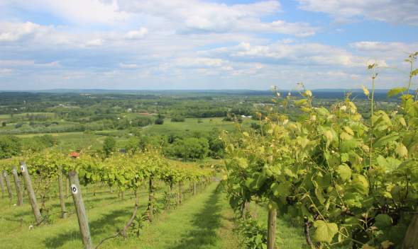 Sweeping view of the vines and mountains from Bluemont Vineyard