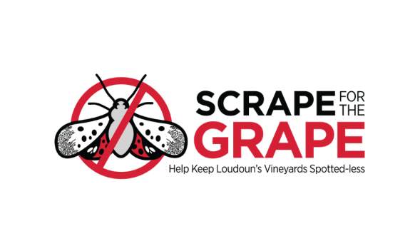 Scrape for the Grape Resized