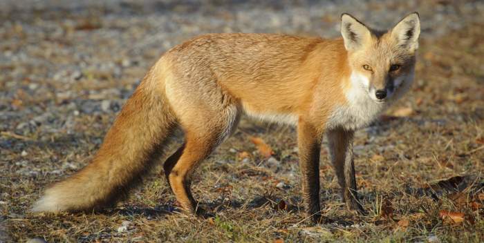 Bombay Hook National Wildlife Refuge