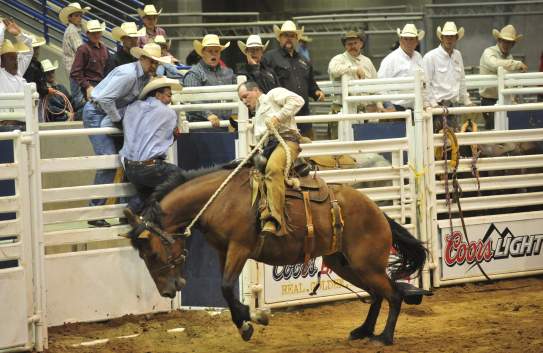 cowboy on bucking horse at the coors cowboy club ranch rodeo