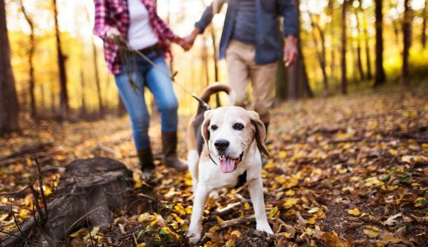 Pet-Friendly Cumberland Valley: Stay, Play & Explore with Your Pup