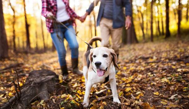 Pet-Friendly Cumberland Valley: Stay, Play & Explore with Your Pup