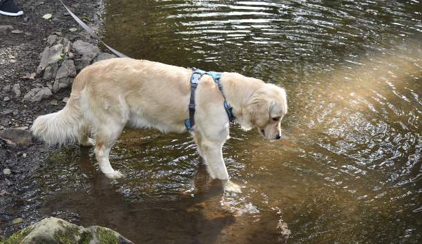 Best Dog-Walking Parks in Cumberland Valley