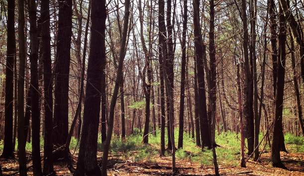 Mount Holly Marsh Preserve