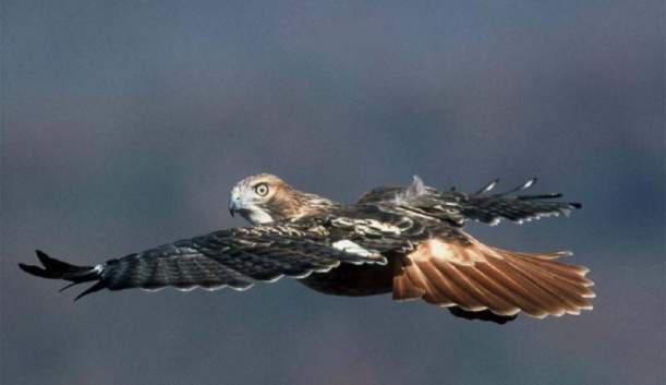 Waggoner's Gap Hawk Watch
