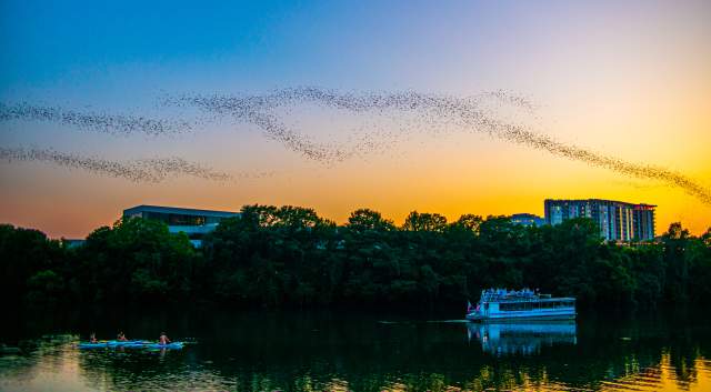 Image of Lady Bird Lake at sunset with a cloud of bats flying across the sky with a tour boat floating on the water below.