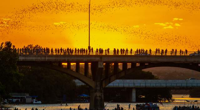 Image of people standing along the Congress Avenue Bridge at sunset watching the bats fly out from beneath the bridge.