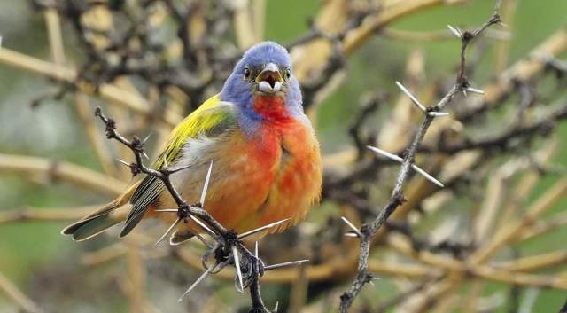 Painted bunting bird perched on a thorny branch. The bird has a red chest, a blue head and a yellow back