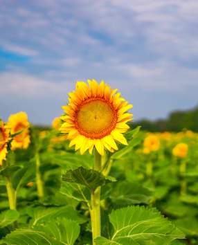 Where Summer Grows: York County Farms to Visit This June & July