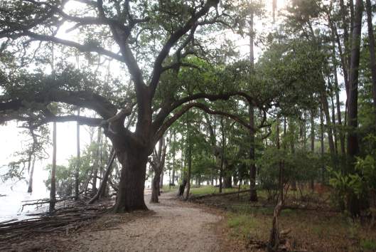 Goose Creek State Park