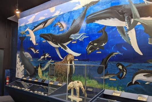 Aurora Fossil Museum
