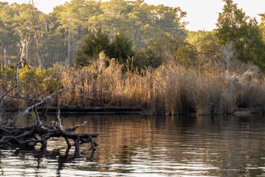 Goose Creek State Park