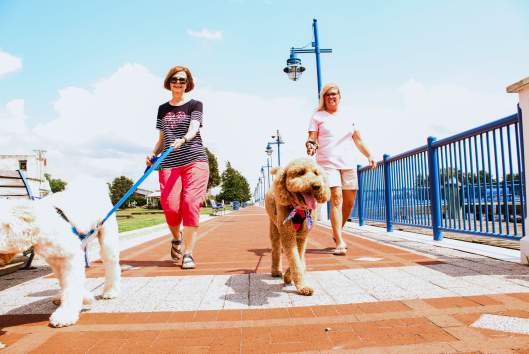 Women walking with dogs