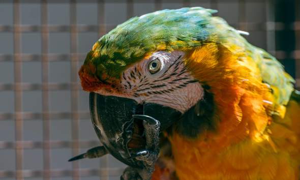 Bird