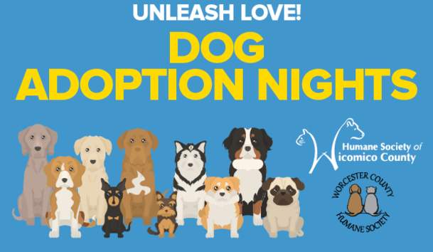Dog Adoption Night at the Racetrack