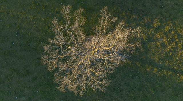 Stick Season Tree