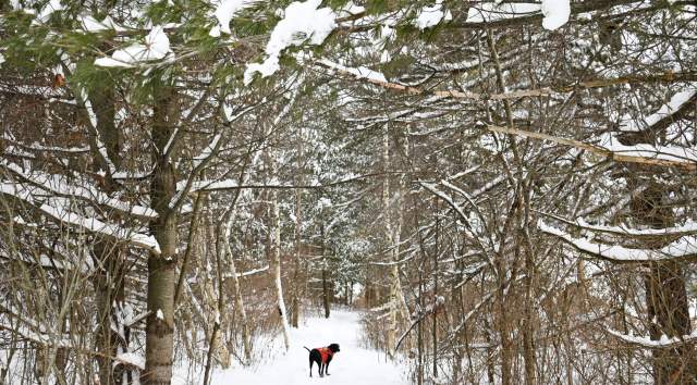 This is an image of a very cute dog with a orange vest on, the dog is looking back towards its owner in the middle of a snowy path through the woods.