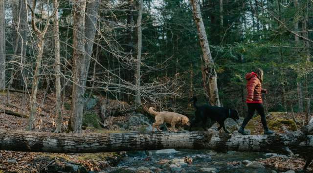 Stick Season in the Woods