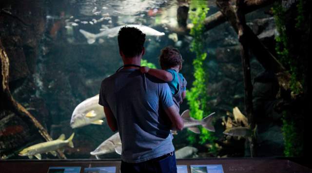 Father-Son-Aquarium