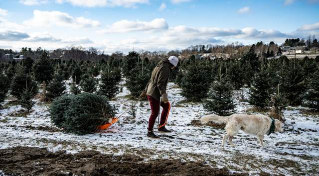 Christmas Tree Shopping