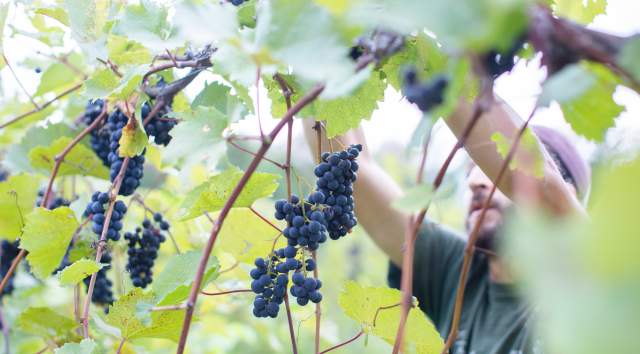 harvest grapes for wine